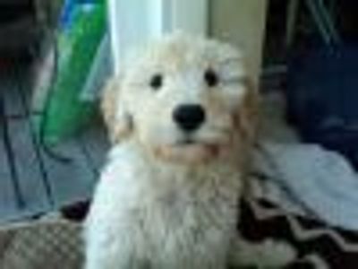 broadwayomgomg Profile Photo