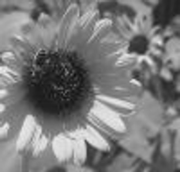 suNLily profile photo