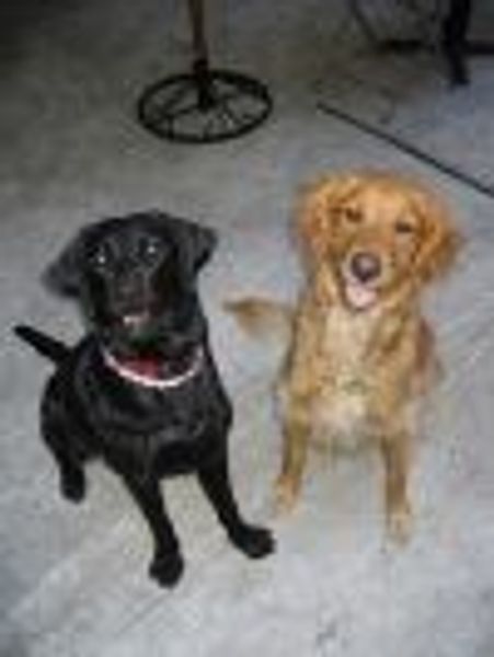 mightydog profile photo
