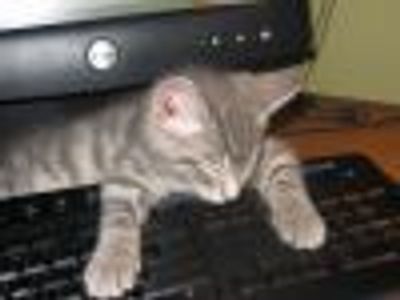 carnimiriel Profile Photo