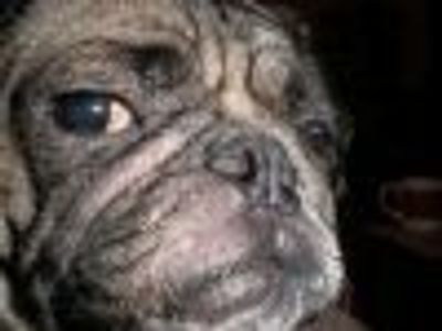 pugsandcoffee Profile Photo