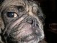 pugsandcoffee Profile Photo