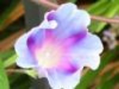 DottieD'Luscia Profile Photo