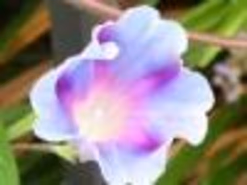 DottieD'Luscia profile photo