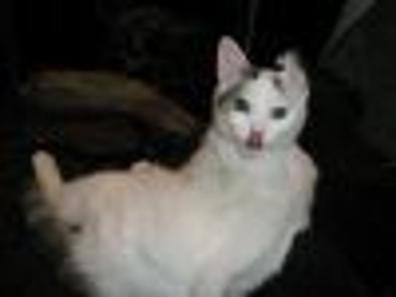ivanhoe180 profile photo