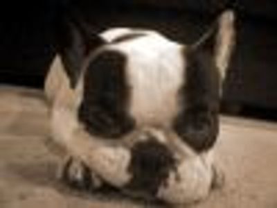 wickedfiyeroofoz Profile Photo