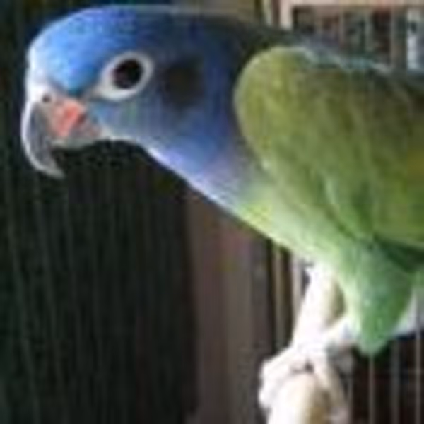 Mohawk profile photo
