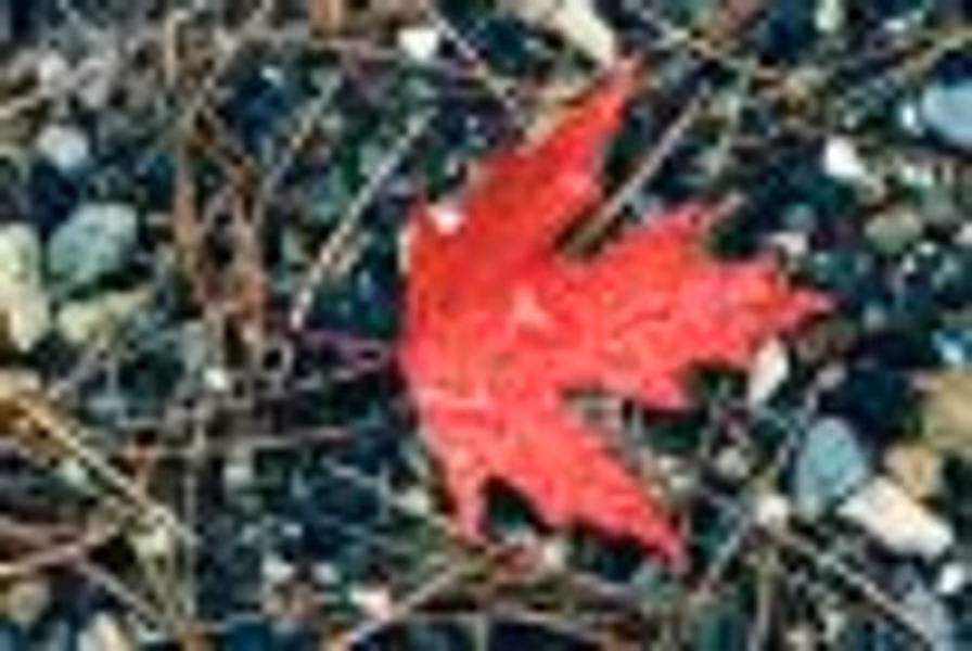 klacombe@uoguelph.ca profile photo