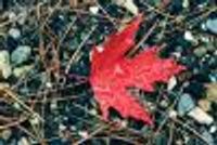 klacombe@uoguelph.ca Profile Photo
