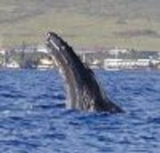 ErinDillyFan Profile Photo