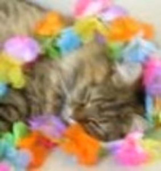 Yonah profile photo