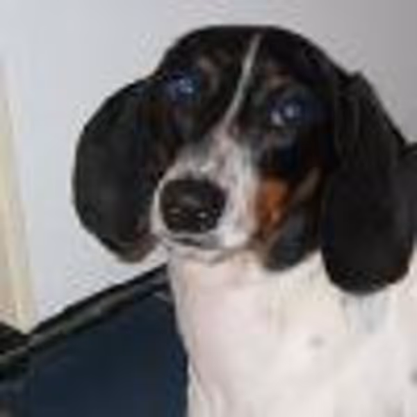 tdprestridge profile photo