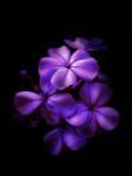 Essie4 profile photo