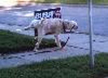 BrownEyesMagoo Profile Photo