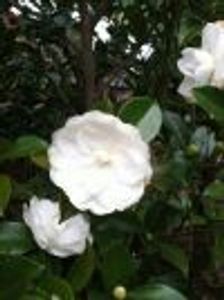 Lara 2 Profile Photo