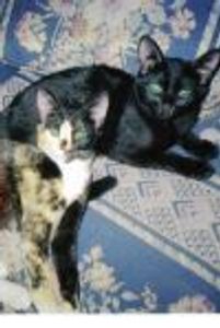 collins Profile Photo