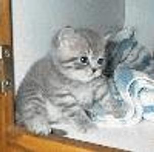 dramaqueen Profile Photo