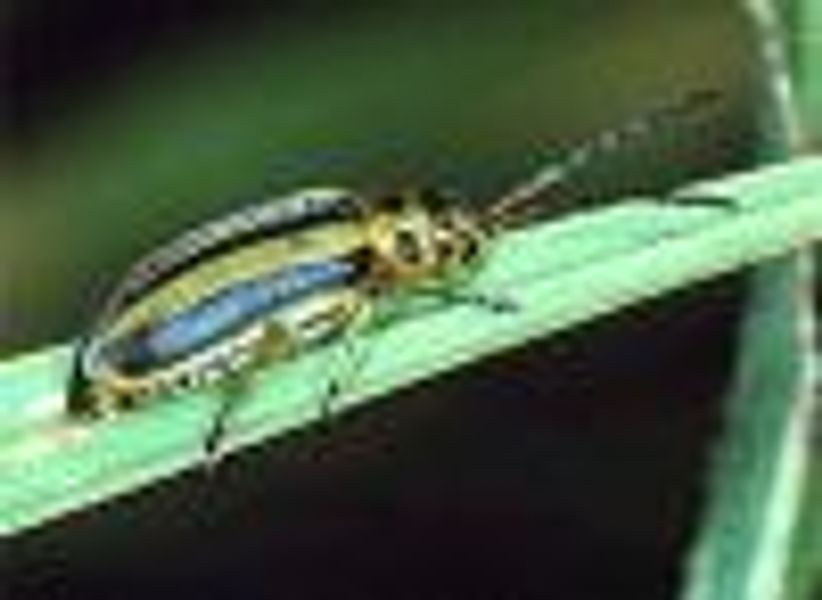 bdwybug55 profile photo