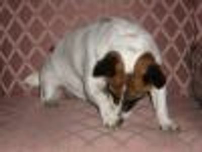 Vole Mon Ange Profile Photo