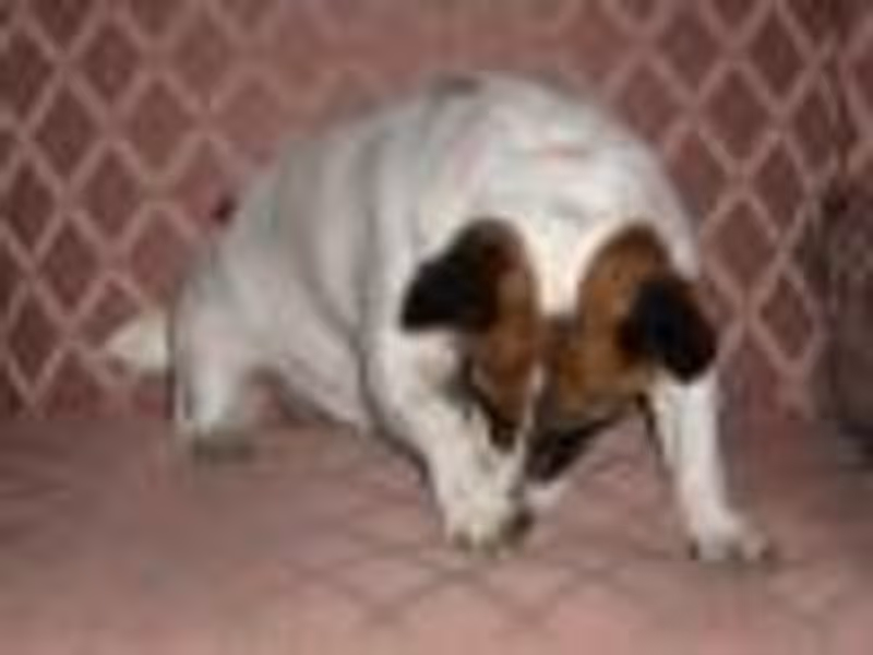 Vole Mon Ange profile photo