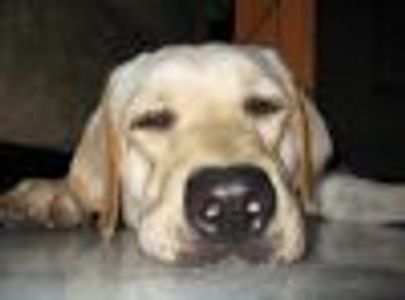 amasis Profile Photo