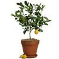 lemon-tree Profile Photo