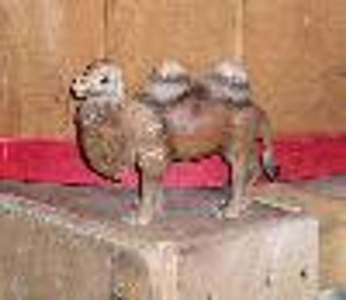 HumpersTheCamel profile photo