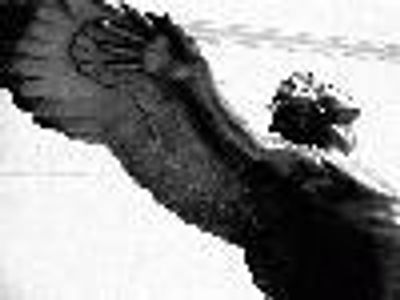 innocentchoirboy Profile Photo