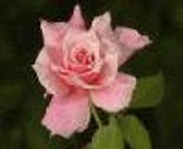 maria2 Profile Photo