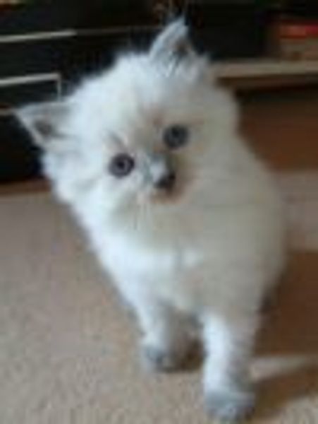 OMIGODYOUGUYS!!!!!!! profile photo