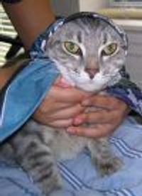 Vesuvius Profile Photo