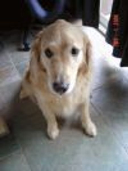 bongoboy profile photo