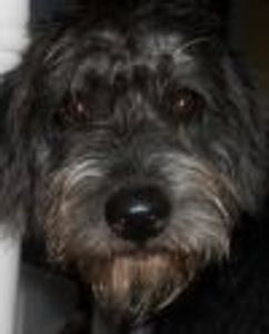 Tom theater rat Profile Photo