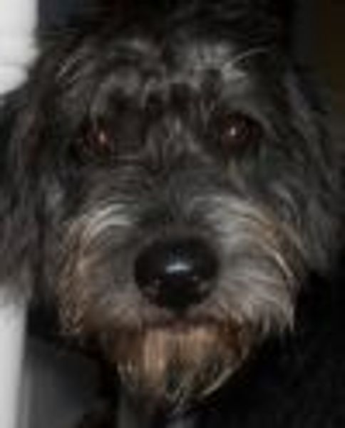 Tom theater rat profile photo