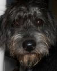 Tom theater rat Profile Photo
