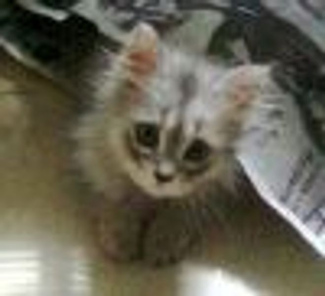 Chip profile photo
