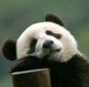 windbelle Profile Photo