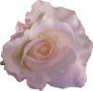 SignoraDiva Profile Photo