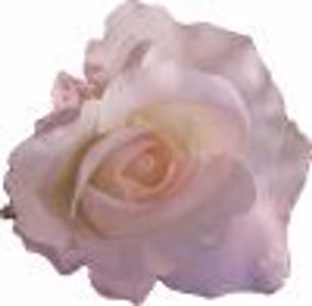 SignoraDiva profile photo