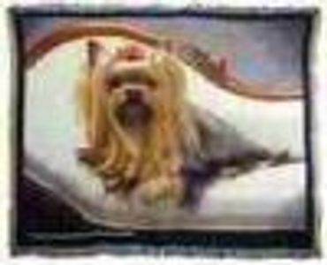 HellsBells2 Profile Photo