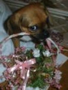 PennyLou Profile Photo