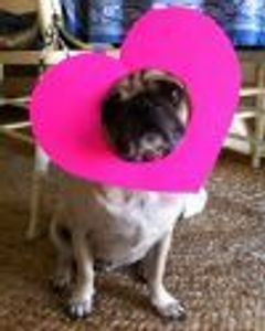 Zoot Profile Photo