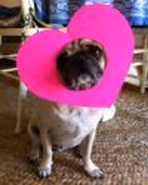 Zoot profile photo