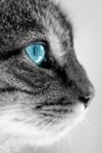 Tom's Cat Profile Photo