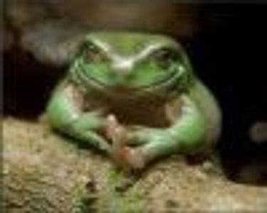 Izzie2 Profile Photo