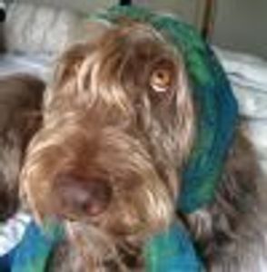 Bubba2 Profile Photo