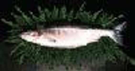 Caligula Wess Profile Photo