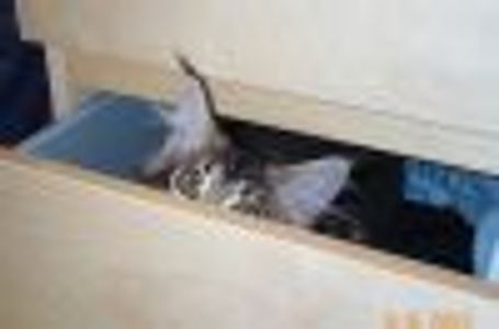 sh-k-Zan Profile Photo